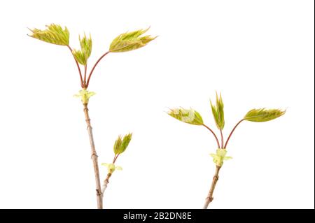 Maple (Acer platanoides) branche avec des feuilles de bourgedind au printemps. Isolé sur blanc. Banque D'Images