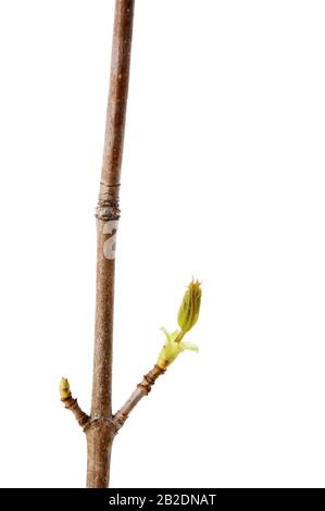 Maple (Acer platanoides) branche avec des feuilles de bourgedind au printemps. Isolé sur blanc. Banque D'Images