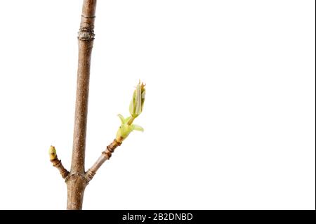 Maple (Acer platanoides) branche avec des feuilles de bourgedind au printemps. Isolé sur blanc. Banque D'Images