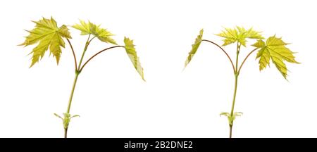 Feuilles d'érable (Acer platanoides) isolées au printemps sur blanc. Mise au point sélective. Banque D'Images