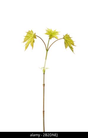 Feuilles d'érable (Acer platanoides) isolées au printemps sur blanc. Mise au point sélective. Banque D'Images