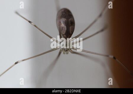 Araignée à pattes longues Daddy (Pholcus phalangioides) Banque D'Images