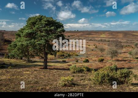 New Forest, Royaume-Uni vista avec des gorse de bas niveau premier plan, arbre de pin de premier plan milieu et des collines en arrière-plan, le tout sur un matin froid d'hiver Banque D'Images