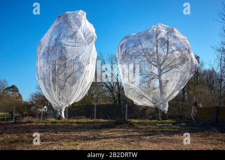 Filet anti-oiseaux couvrant les arbres, pour arrêter les oiseaux nichant dans un chantier, à Guildford, dans le Surrey. Banque D'Images