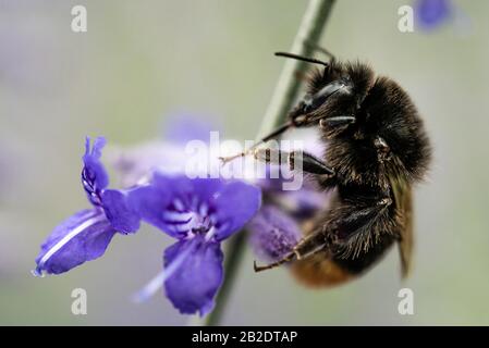 Bumblebee (Bombus) recueille le nectar sur une fleur bleue, gros plan, Allemagne Banque D'Images