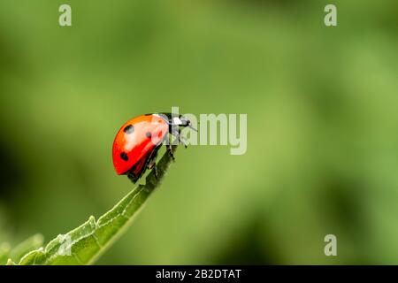 Coccinella septempunctata (coccinella septempunctata) sur une pointe de feuille, Allemagne Banque D'Images