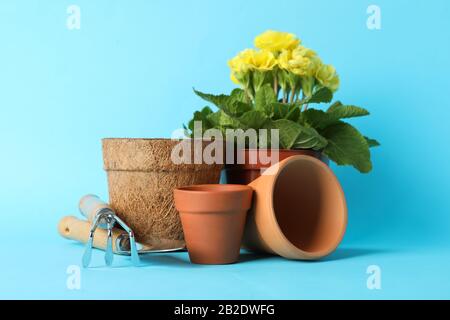 Primrose dans pot et outils de jardinage sur fond bleu, gros plan Banque D'Images