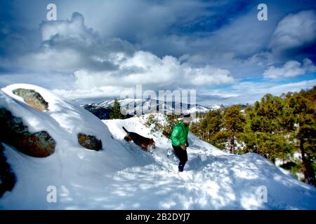 Coureur et son Airdale Terrier qui courir dans la neige sur Mt. Lemmon en hiver Banque D'Images