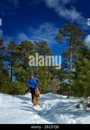 Coureur et son Airdale Terrier qui courir dans la neige sur Mt. Lemmon en hiver Banque D'Images