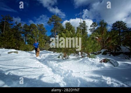 Coureur et son Airdale Terrier qui courir dans la neige sur Mt. Lemmon en hiver Banque D'Images