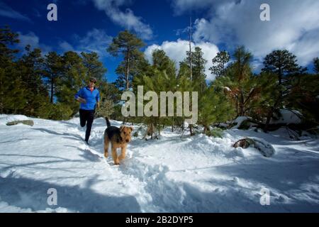 Coureur et son Airdale Terrier qui courir dans la neige sur Mt. Lemmon en hiver Banque D'Images