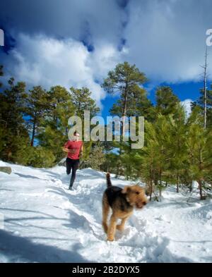 Coureur et son Airdale Terrier qui courir dans la neige sur Mt. Lemmon en hiver Banque D'Images