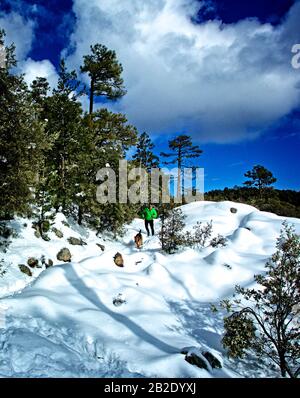 Coureur et son Airdale Terrier qui courir dans la neige sur Mt. Lemmon en hiver Banque D'Images