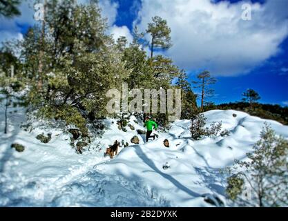 Coureur et son Airdale Terrier qui courir dans la neige sur Mt. Lemmon en hiver Banque D'Images