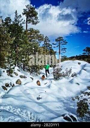 Coureur et son Airdale Terrier qui courir dans la neige sur Mt. Lemmon en hiver Banque D'Images