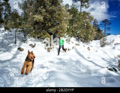 Coureur et son Airdale Terrier qui courir dans la neige sur Mt. Lemmon en hiver Banque D'Images