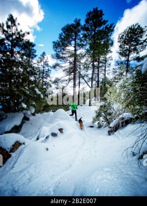 Coureur et son Airdale Terrier qui courir dans la neige sur Mt. Lemmon en hiver Banque D'Images