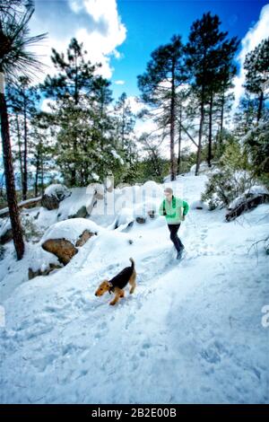 Coureur et son Airdale Terrier qui courir dans la neige sur Mt. Lemmon en hiver Banque D'Images