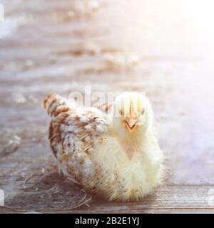 Poulet moelleux sur table en bois sur fond flou Banque D'Images