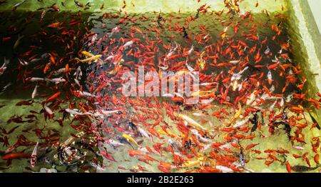 Poissons asiatiques lumineux à la vue de gros plan de l'aquarium. Banque D'Images