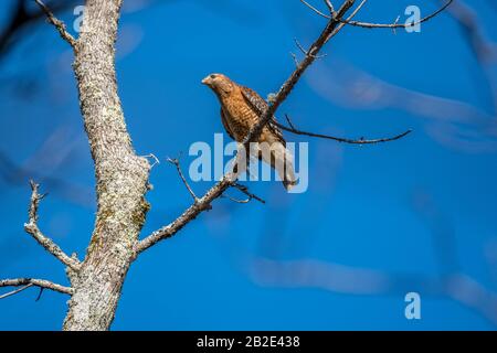 Haut sur un arbre est un faucon de Cooper perché sur une branche à la recherche de proie avec un ciel bleu vif en arrière-plan, un jour ensoleillé en hiver Banque D'Images