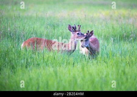Jeunes mâles de cerf de Virginie (Odocoileus virginianus) avec des bois de velours frottant les têtes dans un pré herbacé, Canada Banque D'Images