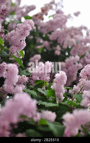 arbre luxuriant de lilas pourpre dans peu de profondeur de champ Banque D'Images