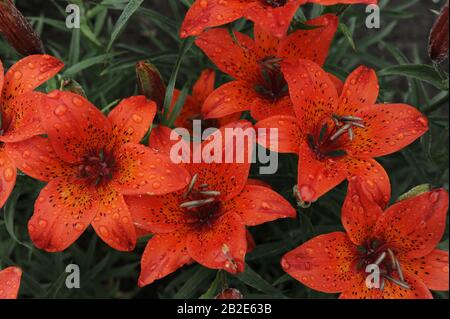 plusieurs grandes fleurs rouges avec des gouttes d'eau après la pluie et des points noirs sur la plante Banque D'Images