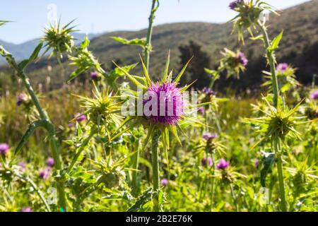 Vue rapprochée d'un marianum chardon - Silybum marianum. Banque D'Images