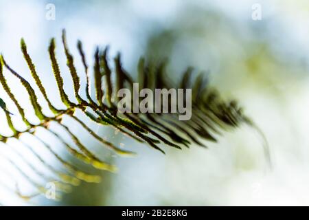 Une seule avant de Fern encadrée contre le sommet des arbres et le ciel à Oakland, ca Banque D'Images