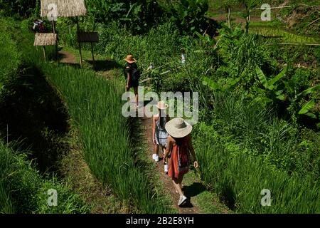 Mère asiatique et deux filles appréciant explorer les champs de riz Banque D'Images