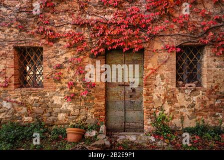 Un bâtiment abandonné entouré de lierre rouge. Saison d'automne. Banque D'Images