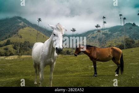 Deux chevaux dans une montagne valle de Cocora Banque D'Images