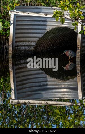 Un héron vert adulte (Butorides virescens) se tenant dans un ponceau de la réserve naturelle nationale de l'île Merritt, en Floride, aux États-Unis. Banque D'Images