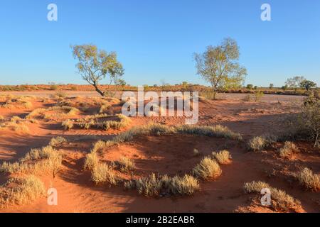 Spinifex circulaire qui pousse dans l'Outback près d'Alice Springs, territoire du Nord, territoire du Nord, Australie Banque D'Images