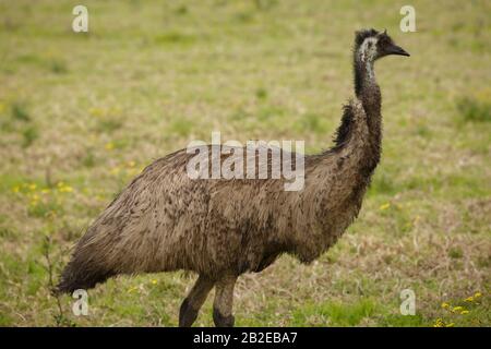 Australie l'Uem sauvage a trouvé la marche sur les terres agricoles à Port Stephens, en Australie Banque D'Images