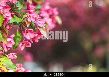 Fleur de pommier rose délicate au soleil. Arrière-plan flou avec espace de copie. Banque D'Images