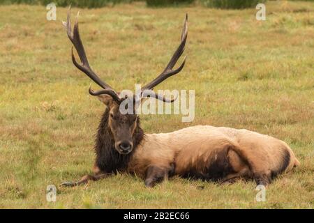 Roosevelt Elk Bull Banque D'Images