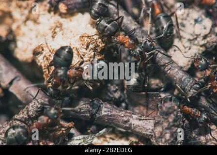 l'équipe des fourmis forestiers effectue leur travail dans un anthill. Un parfait exemple de travail d'équipe. Macro de mise au point sélective avec DOF peu profond Banque D'Images