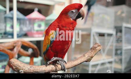 Red Ara Parrot Gros Plan Sur Le Marché Des Oiseaux Exotiques. Un Beau Genre Tropical Macaw S'Assoit À La Branche. Pet Plumage Coloré Avec Plume De Nettoyage De Queue Étroite Longue. Banque D'Images