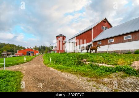 Deux chevaux pur-sang se rassemblent dans un corral à une grande ferme de chevaux de rance avec grange et silo dans la campagne rurale de Finlande. Banque D'Images