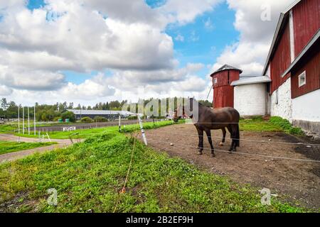 Deux chevaux pur-sang se rassemblent dans un corral dans une grande ferme de chevaux avec grange et silo dans la campagne rurale de Finlande. Banque D'Images