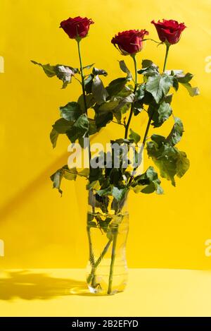 Un bouquet de roses rouges dans un vase en plastique sur un papier jaune. Bouquet de luxe en cadeau femme. Banque D'Images