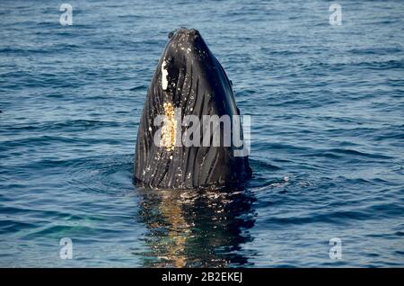 Un houblon de baleines dans la Grande Manche du Sud, un chenal profond entre Nantucket Shoals et Georges Bank dans l'Atlantique. (Megaptera novaeangliae) Banque D'Images