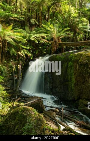 Amphithéâtre Falls Sur La Rivière Toorongo, Près De Noojee, Victoria, Australie Banque D'Images