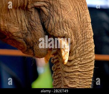 Gros plan d'un éléphant d'Afrique juvénile tusk, bouche et base du tronc. (Loxodonata africana) Banque D'Images