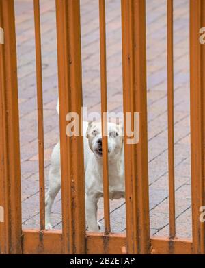 Le chien de taille moyenne de race mixte barque sur une image à porte fermée au format vertical Banque D'Images