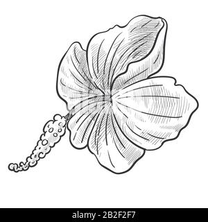 Fleur sauvage, plante hibiscus esquisse isolée, plante de jungle Illustration de Vecteur