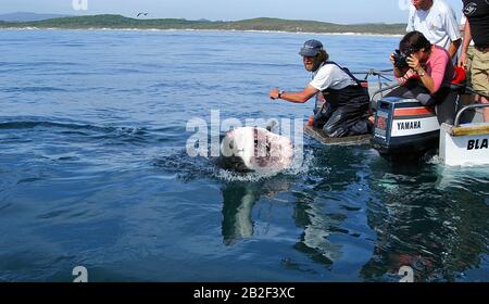 Haifütterung für Tristen, Weißer Hai (Carcharodon carcharias) am Boot reisst sein Maul auf, Gansbaai, Südafrika | Shark nourrir les touristes, Grand Banque D'Images