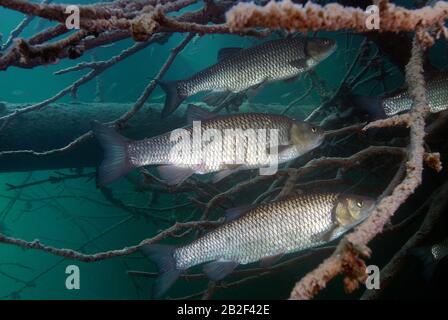 Chub commun ou chub européen (Leuciscus cephalus), caché sous des branches d'arbres sunken, Carinthie, Autriche Banque D'Images